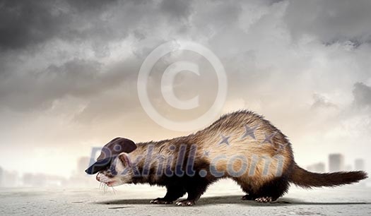 Image of funny ferret in hat against city background Image of funny ferret in hat against city background
