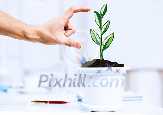 Close-up image of human hand and pot with money tree