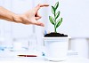 Close-up image of human hand and pot with money tree