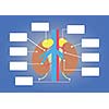 kidney anatomy vector cartoon style