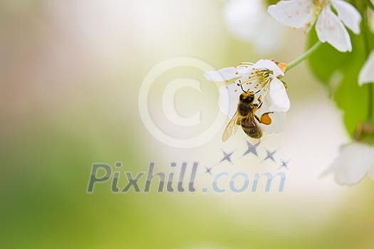 Honey bee enjoying blossoming cherry tree on a lovely spring day Honey bee enjoying blossoming cherry tree on a lovely spring day