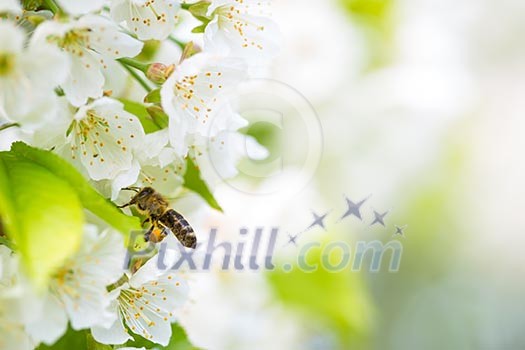 Honey bee in flight approaching blossoming cherry tree Honey bee in flight approaching blossoming cherry tree