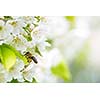 Honey bee in flight approaching blossoming cherry tree