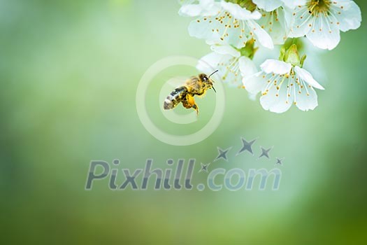 Honey bee in flight approaching blossoming cherry tree Honey bee in flight approaching blossoming cherry tree