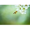 Honey bee in flight approaching blossoming cherry tree