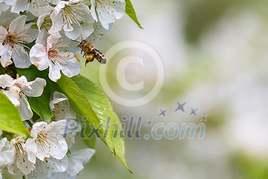 Honey bee in flight approaching blossoming cherry tree Honey bee in flight approaching blossoming cherry tree