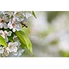 Honey bee in flight approaching blossoming cherry tree