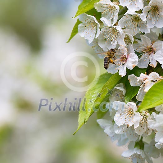 Honey bee in flight approaching blossoming cherry tree Honey bee in flight approaching blossoming cherry tree