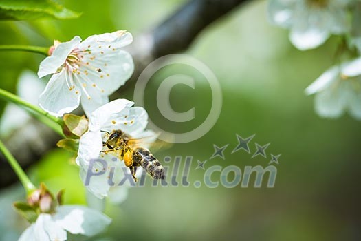 Honey bee in flight approaching blossoming cherry tree Honey bee in flight approaching blossoming cherry tree