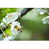 Honey bee in flight approaching blossoming cherry tree