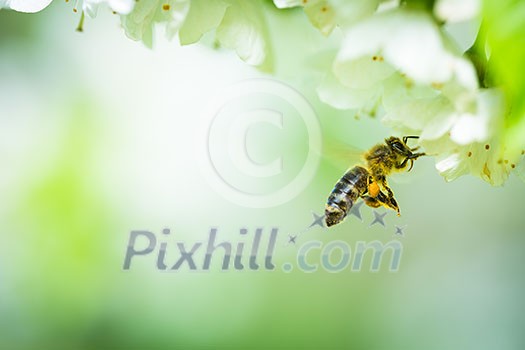 Honey bee in flight approaching blossoming cherry tree Honey bee in flight approaching blossoming cherry tree