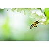 Honey bee in flight approaching blossoming cherry tree