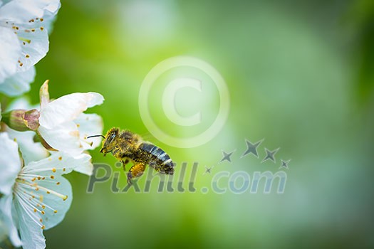 Honey bee in flight approaching blossoming cherry tree Honey bee in flight approaching blossoming cherry tree