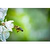 Honey bee in flight approaching blossoming cherry tree