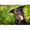 Cute dog outdoors against green lawn, looking cute with tongue out,