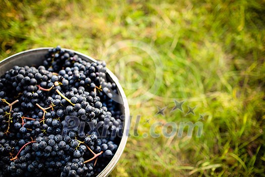 Freshly harvested red grapes in a pannier on a vineyard (color toned image) Freshly harvested red grapes in a pannier on a vineyard (color toned image)