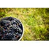 Freshly harvested red grapes in a pannier on a  vineyard (color toned image)