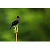 Blackbird - Male Common Blackbird (Turdus merula)