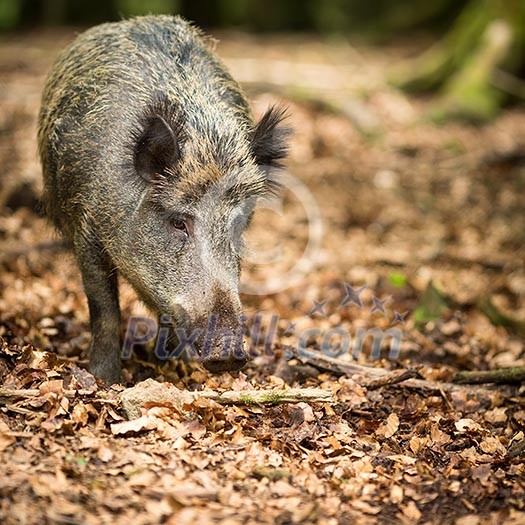 Wild boar (Sus scrofa) Wild boar (Sus scrofa)