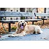 Cute dog waiting patiently for his master on a city street