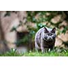Cat outdoors on a green lawn, walking towards you