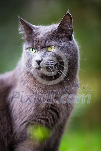 Cute kitty cat outdoors Cute kitty cat outdoors
