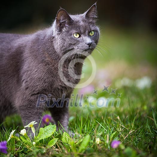 Cute kitty cat outdoors on a green lawn Cute kitty cat outdoors on a green lawn