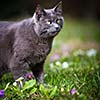 Cute kitty cat outdoors on a green lawn