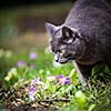 Cute kitty cat outdoors on a green lawn
