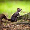 Closeup of a red squirrel (Sciurus vulgaris)