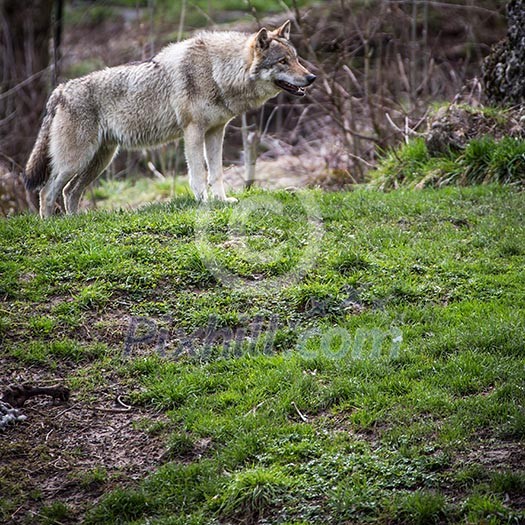 Gray/Eurasian wolf (Canis lupus) Gray/Eurasian wolf (Canis lupus)