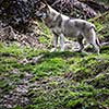 Gray/Eurasian wolf (Canis lupus)