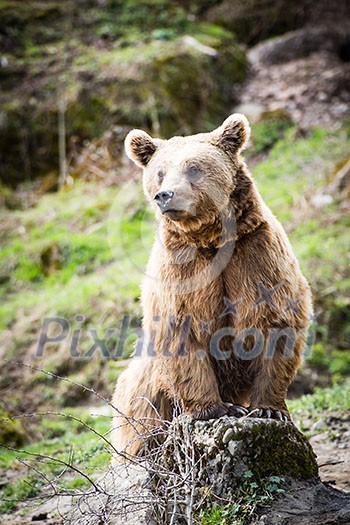 Brown Bear (Ursus arctos) Brown Bear (Ursus arctos)
