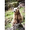 Brown Bear (Ursus arctos)