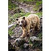 Brown Bear (Ursus arctos)