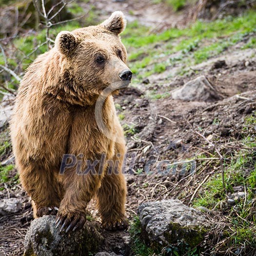 Brown Bear (Ursus arctos) Brown Bear (Ursus arctos)