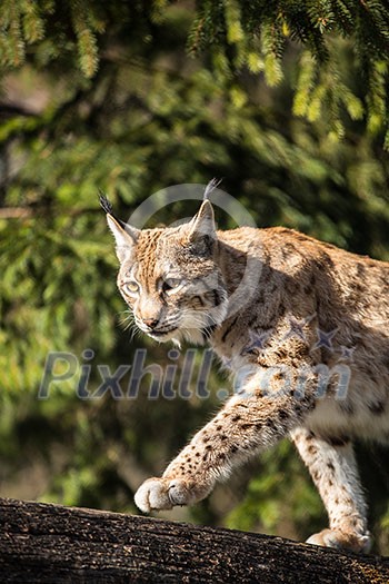 Eurasian Lynx (Lynx lynx) Eurasian Lynx (Lynx lynx)