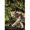 Eurasian Lynx (Lynx lynx)