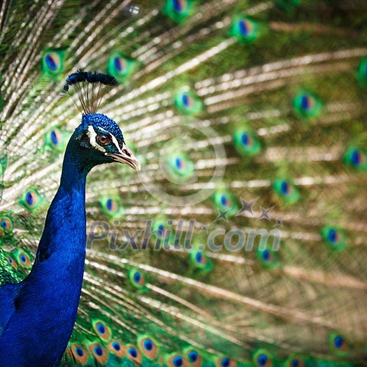 Splendid peacock with feathers out (Pavo cristatus) (shallow DOF; color toned image) Splendid peacock with feathers out (Pavo cristatus) (shallow DOF; color toned image)