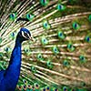 Splendid peacock with feathers out (Pavo cristatus) (shallow DOF; color toned image)