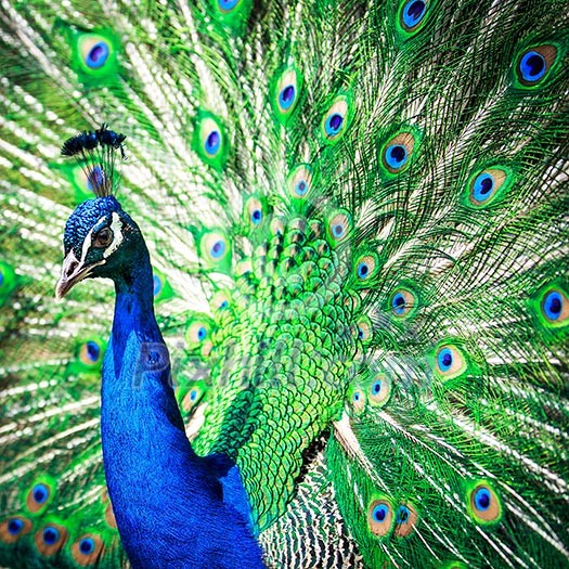 Splendid peacock with feathers out (Pavo cristatus) (shallow DOF; color toned image) Splendid peacock with feathers out (Pavo cristatus) (shallow DOF; color toned image)
