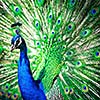 Splendid peacock with feathers out (Pavo cristatus) (shallow DOF; color toned image)