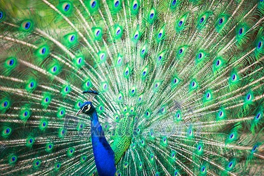 Splendid peacock with feathers out (Pavo cristatus) (shallow DOF; color toned image) Splendid peacock with feathers out (Pavo cristatus) (shallow DOF; color toned image)