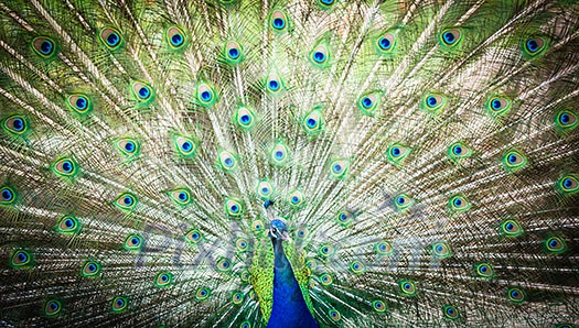 Splendid peacock with feathers out (Pavo cristatus) (shallow DOF; color toned image) Splendid peacock with feathers out (Pavo cristatus) (shallow DOF; color toned image)