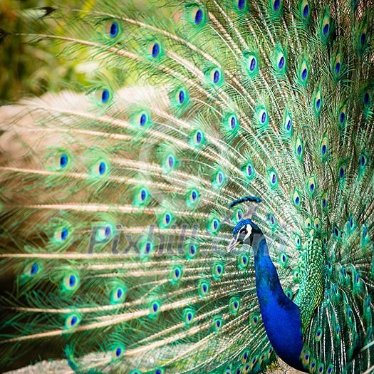 Splendid peacock with feathers out (Pavo cristatus) (shallow DOF; color toned image) Splendid peacock with feathers out (Pavo cristatus) (shallow DOF; color toned image)