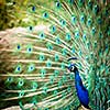 Splendid peacock with feathers out (Pavo cristatus) (shallow DOF; color toned image)