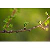 Relaxing larch greenery: closeup of European larch (Larix decidua) foliage with cones (selective focus)