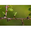 Relaxing larch greenery: closeup of European larch (Larix decidua) foliage with cones (selective focus)