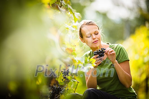 Woman picking grape during wine harvest Woman picking grape during wine harvest