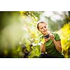 Woman picking grape during wine harvest